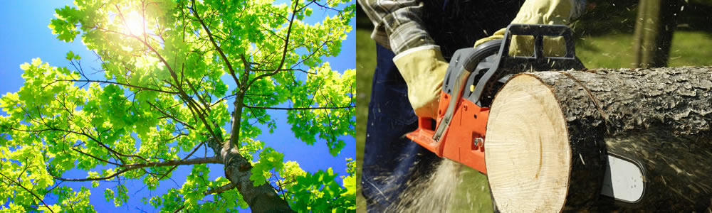 Tree Services Spencer