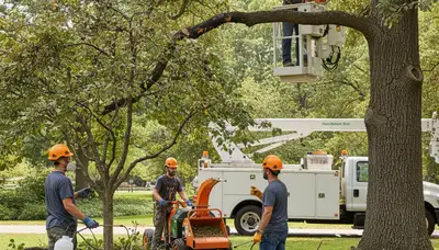 Tree disease treatment service in Oklahoma City, OK by Arbor Tree Care