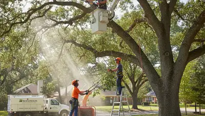 Oklahoma City tree pruning service trimming branches for healthier, safer trees