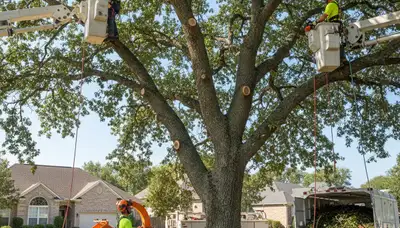 Oklahoma City, OK tree pruning by Arbor Tree Care for healthier, safer trees