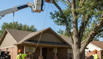 Professional tree service crew in Oklahoma City, OK providing tree trimming and removal services
