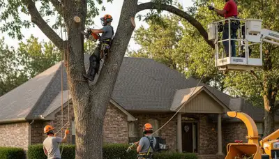 Tree service crew in Oklahoma City, OK providing professional tree care and removal services