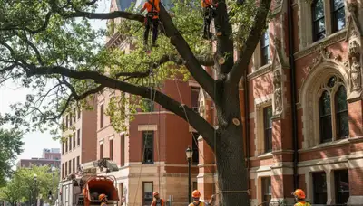 Tree service crew in Oklahoma City, OK providing professional tree care for local properties